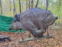 11_Wildschwein